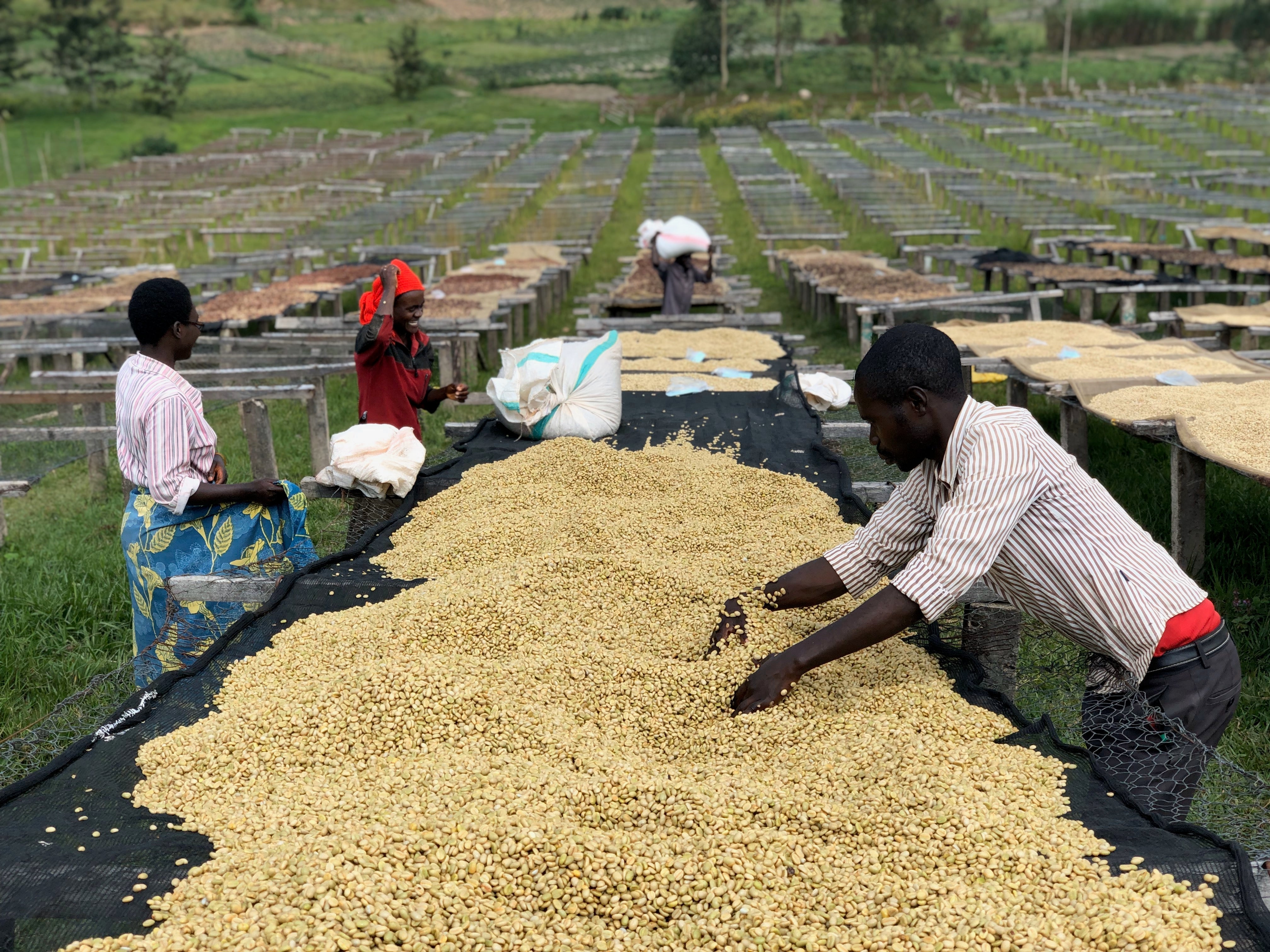 Partners Coffee Burundi - Gahahe 2025 release. This image displays farming and production workers from the Gahahe washing station in the Kayanza Province of Burundi.